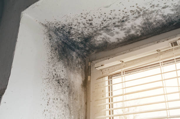Mold Removal service in Blue Bell